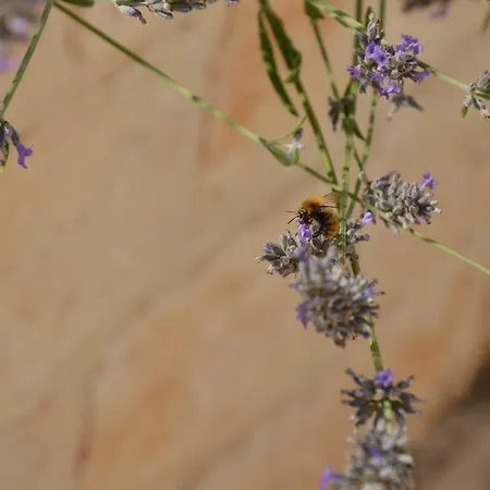 فندق مبيت وإفطار La Corticella مارتينا فرانكا